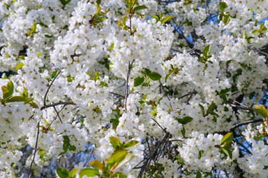 Bahar çiçekleri. Güzel çiçek açması ağacı dalı. Kiraz - Sakura ve gökyüzü bir doğal renkli arka plan ile. Hoş geldiniz bahar.