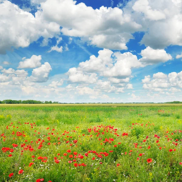 Meadow Med Ville Valmuer Blå Himmel Solfylt Dag – stockfoto