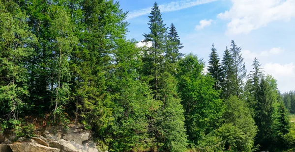 Slopes of mountains, coniferous trees and clouds in the evening sky. Location place Carpathian, Ukraine, Europe. Wide photo.