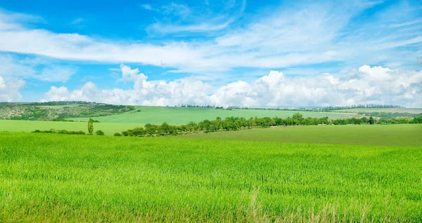 Champ Vert Ciel Bleu Avec Légers Nuages Paysage Agricole Grande — Photo