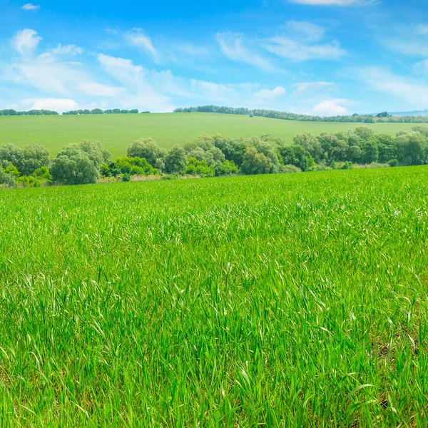 Pittoresco Campo Verde Cielo Blu — Foto Stock