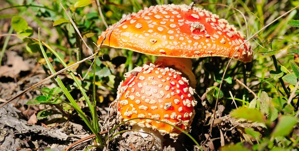 Amanita Muscaria. Red poisonous Fly Agaric mushroom in forest. Wide photo