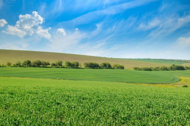 Yeşil alan ve açık bulutlu mavi gökyüzü. Tarım arazisi.