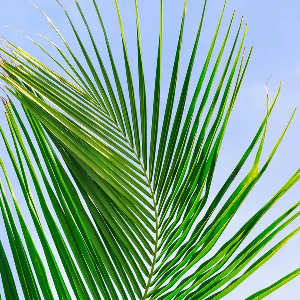 Sfondo Foglie Palma Cielo Blu — Foto Stock