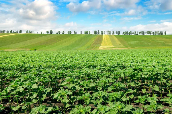 Feld Sprießt Sonnenblume Und Blauer Himmel Agrarlandschaft — Stockfoto