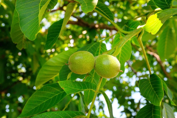 Background Green Leaves Walnuts Sunny Spring Day — Stock Photo, Image