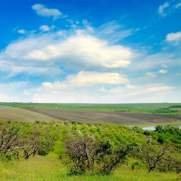 Sady Grunty Rolne Błękitne Niebo Pochmurne Krajobrazu Rolniczego — Zdjęcie stockowe