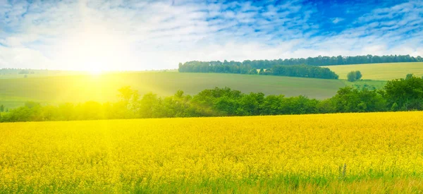 Campo Colza Floreciente Que Conduce Hermoso Cielo Atardecer Una Foto —  Fotos de Stock