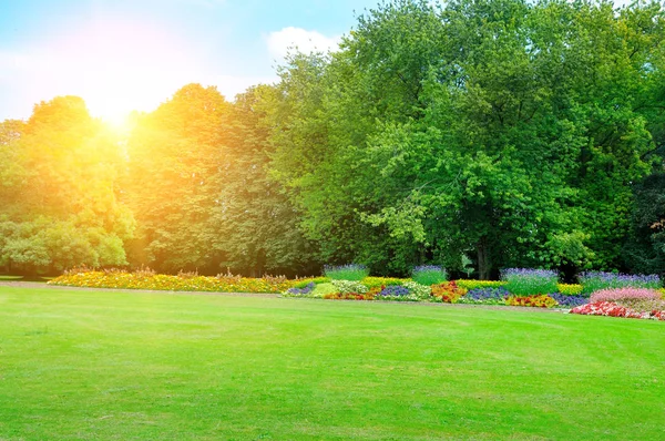 Сад Красивыми Цветами Солнцем Весна Пейзаж — стоковое фото