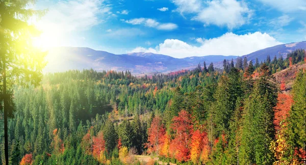 Величний Particolored Ліс Сонячних Променів Червоний Жовтий Восени Листя Карпати — стокове фото