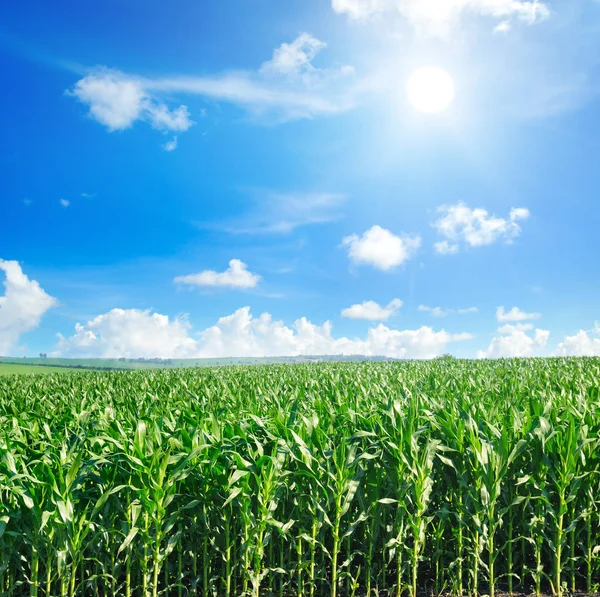 Green Field Corn Blue Cloudy Sky Sun Agricultural Landscape — Stock Photo, Image