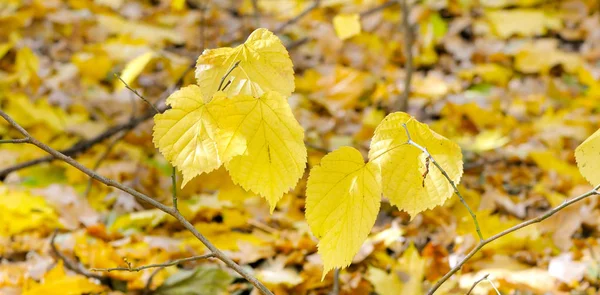 Beautiful Autumn Landscape Trees Colorful Foliage Park Falling Leaves Natural — Stock Photo, Image