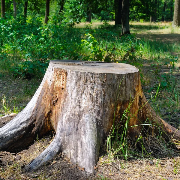 Tronco de árvore no parque de verão . — Fotografia de Stock