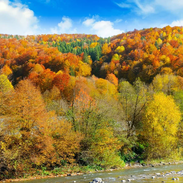 On the slopes of the mountains yellow forest and mountain river. — Stock Photo, Image