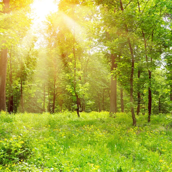 Bright sunny day in park. The sun rays illuminate grass and tree — Stock Photo, Image