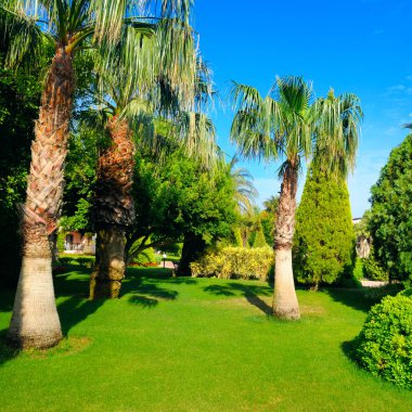 Palmiye ağaçları ve Yeşil çimenler tropikal Bahçe.