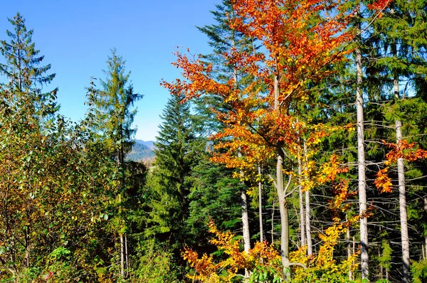 Malebnou podzimní les. Karpaty, Ukrajina, Evropa — Stock fotografie