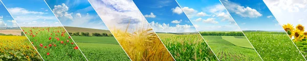 Panoramic view of green field and blue sky . Collage.Wide photo. — Stock Photo, Image