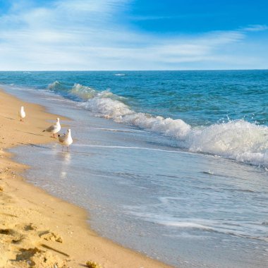 Sandy beach, martılar, deniz ve mavi gökyüzü.