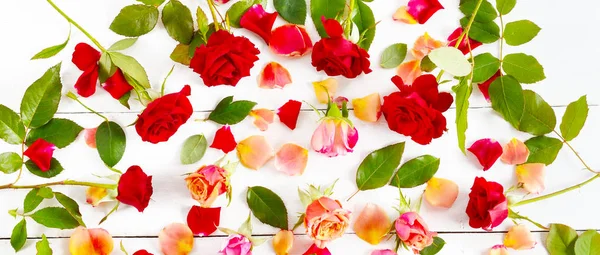 Roses rouges isolées sur fond blanc. Couché à plat, vue de dessus. Large — Photo