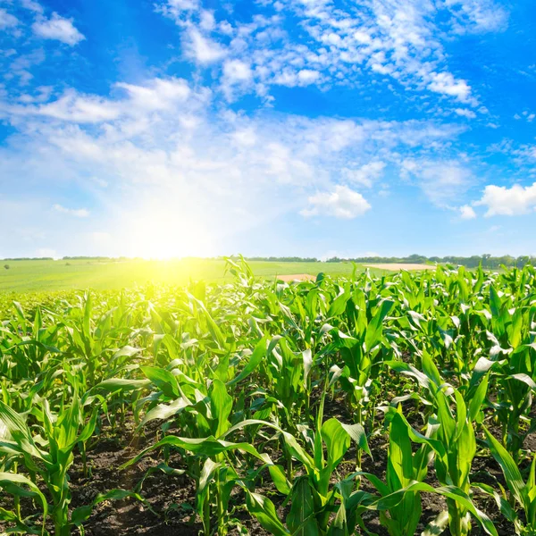 Зелене кукурудзяне поле і яскравий схід сонця на тлі блакитного неба . — стокове фото
