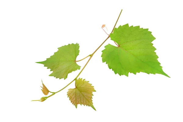 Vignes et feuilles isolées sur fond blanc . — Photo