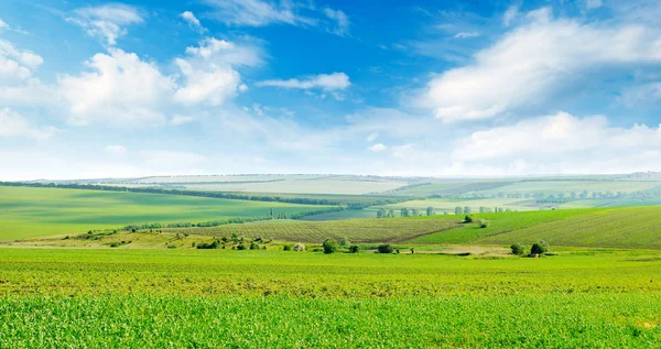 Festői zöld mező, és a kék ég, könnyű felhők. Széles pho — Stock Fotó