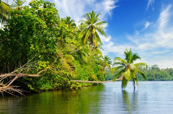 Picturesque tropical landscape. Lake, coconut palms and mangrove