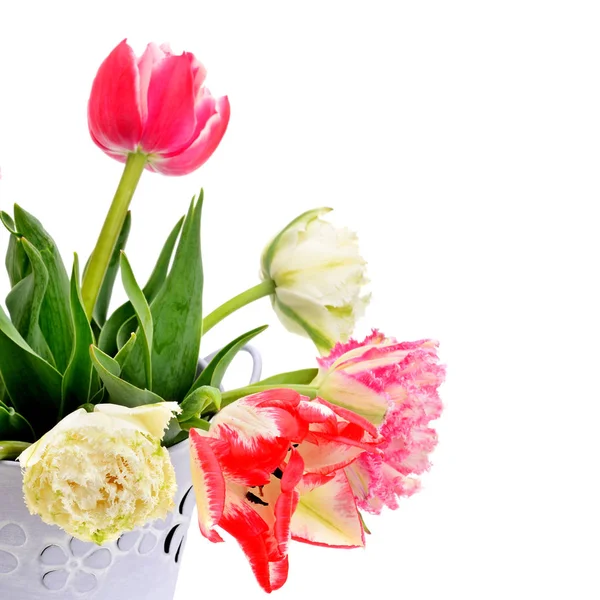 Тюльпаны в декоративном ведре на белом фоне . — стоковое фото