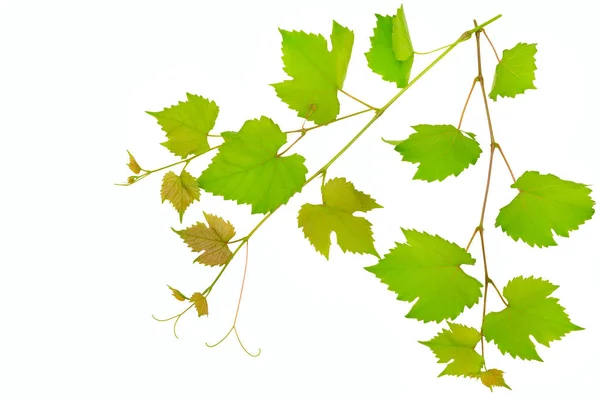 Виноградная лоза и листья на белом фоне . — стоковое фото