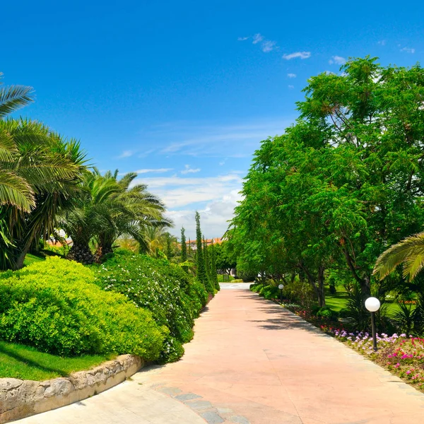 Tropická zahrada s palmami a zelenými trávníky. — Stock fotografie