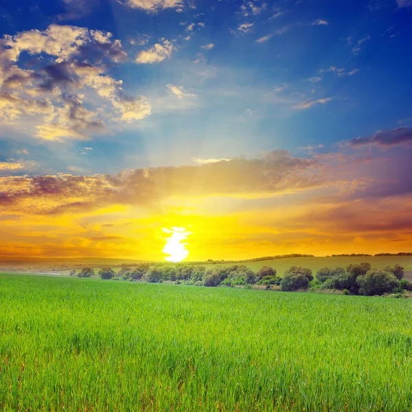 Grönt fält och blå himmel med lätta moln. Ovanför horisonten är — Stockfoto