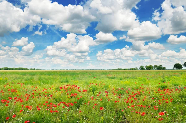 Eng med ville valmuer og blå himmel . – stockfoto