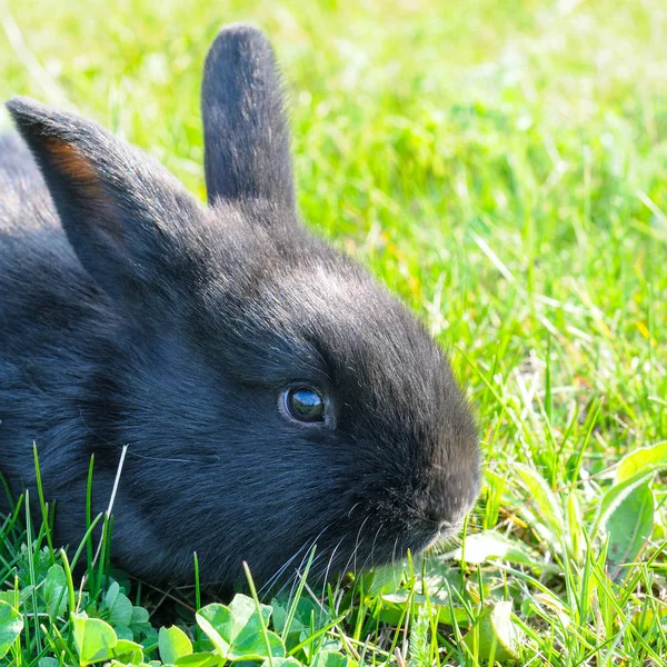 Маленький кролик на зеленом фоне газона . — стоковое фото