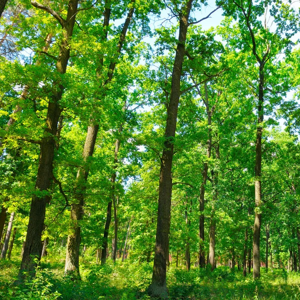 Bahar yeşil ağaçlar ve parlak gün ormanda. — Stok fotoğraf