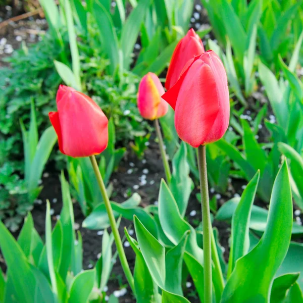 Fleurs de tulipes fleurissant dans un jardin . — Photo