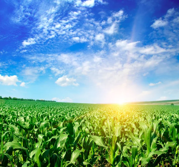 绿色的田野和明亮的日出对着蓝天。农业 — 图库照片