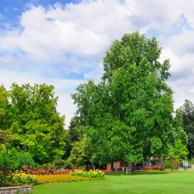 Güzel çiçek yatak ve çim yaz park.