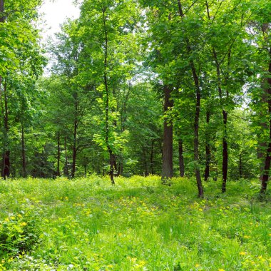 Yeşil ormanda güneş ışığı, bahar zamanı..