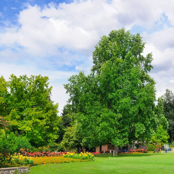 Parque de verão com belos canteiros de flores e gramado . — Fotografia de Stock