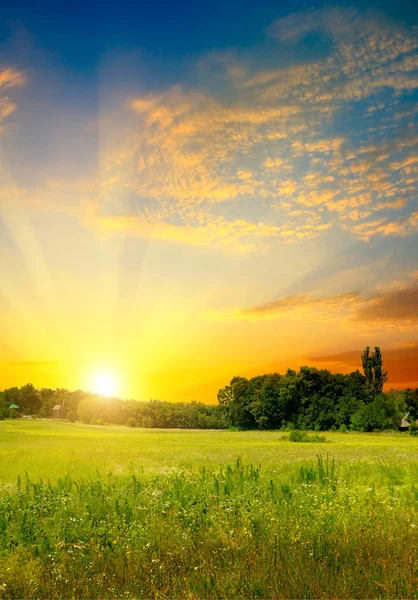 Grüne Wiese, strahlender Sonnenuntergang und blauer Himmel. — Stockfoto