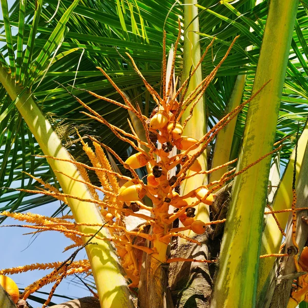 코코넛 야 자 잎의 배경. — 스톡 사진