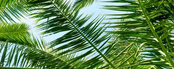 Palmové stromy proti modré obloze, pozadí. Široká Foto. — Stock fotografie