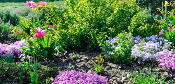 Vackra blomster med de första vårblommorna. Brett Foto. — Stockfoto