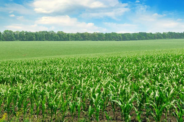 Grüne Wiese mit Mais. blauer bewölkter Himmel. — Stockfoto