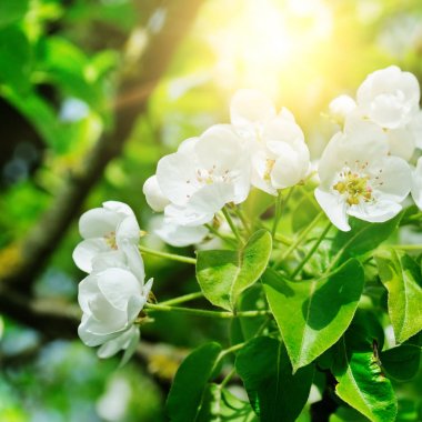 Armut açan bahar bahçesi ve güneşin çiçekli dalı.