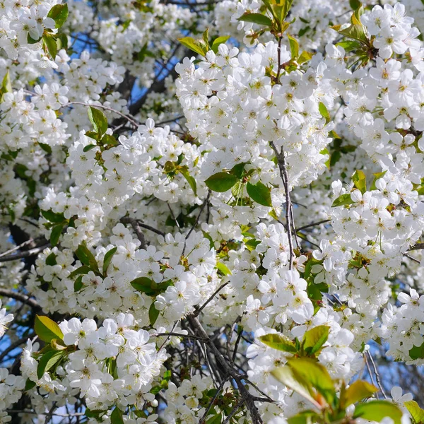 Wiosenne kwiaty. Pięknie kwitnąca gałąź drzewa. Cherry - Sak — Zdjęcie stockowe