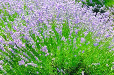 Yaz tarlasında çiçek açan lavanta.