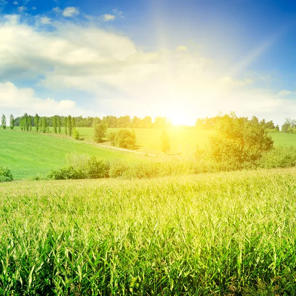 Grüne Wiese und strahlender Sonnenaufgang vor blauem Himmel. landwirtschaftliche Betriebe — Stockfoto