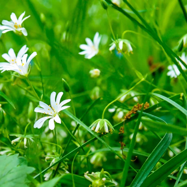 Małe kwiaty zapomnieć-mnie-nie na tle zielonego g — Zdjęcie stockowe